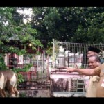 Pemprov PBD sumbang 75 sapi ke masjid di Sorong Raya-1687243255