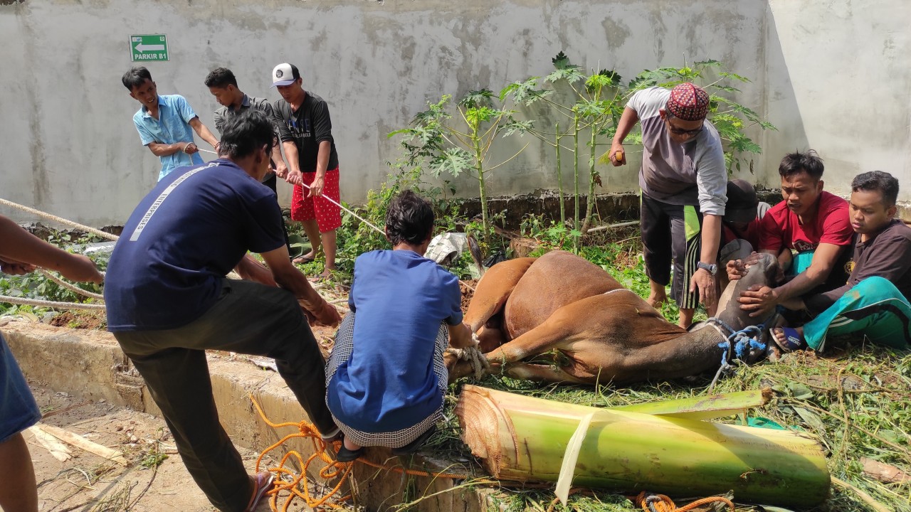 Proses penyembelihan hewan kurban NT Corp/NT FAM.