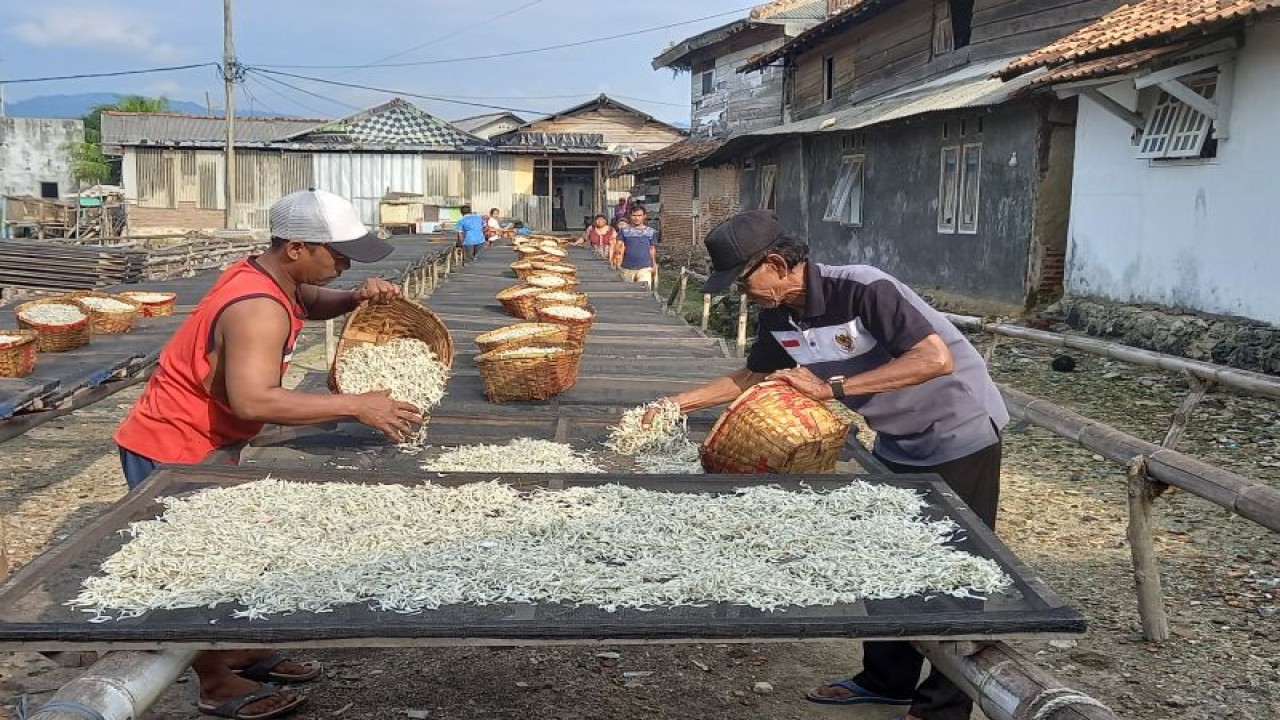 Perajin tengah menjemur ikan teri asin di Pulau Pasaran, Bandarlampung, Lampung. ANTARA/Agus Wira Sukarta
