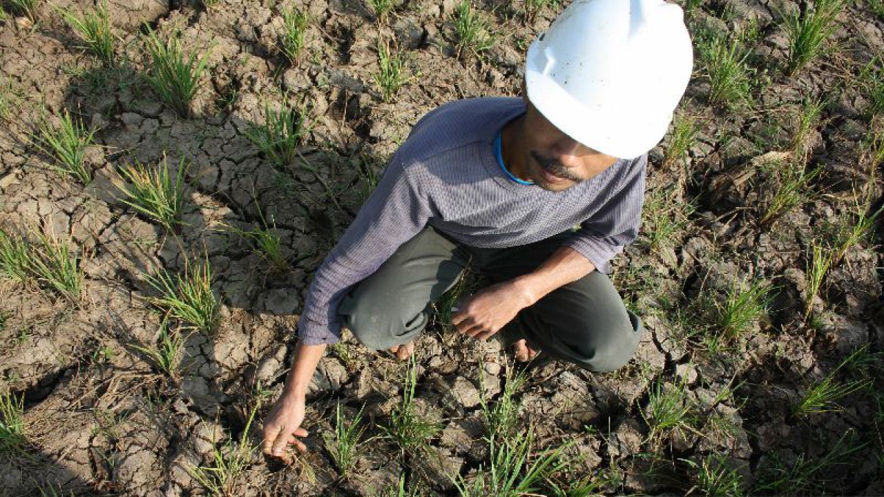 Petani menunjukkan tanaman padi yang dilanda kekeringan di Kabupaten Garut, Jawa Barat beberapa waktu lalu. (FOTO ANTARA/Feri Purnama)