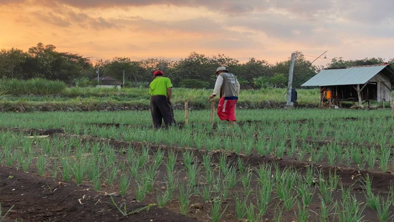 Petani di Gunungkidul mengamati tanaman bawang merah yang terserang hama ulat grayak (ANTARA/HO-Dokumen istimewa)