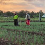 Petani di Gunungkidul mengamati tanaman bawang merah yang terserang hama ulat grayak (ANTARA/HO-Dokumen istimewa)-1686817245