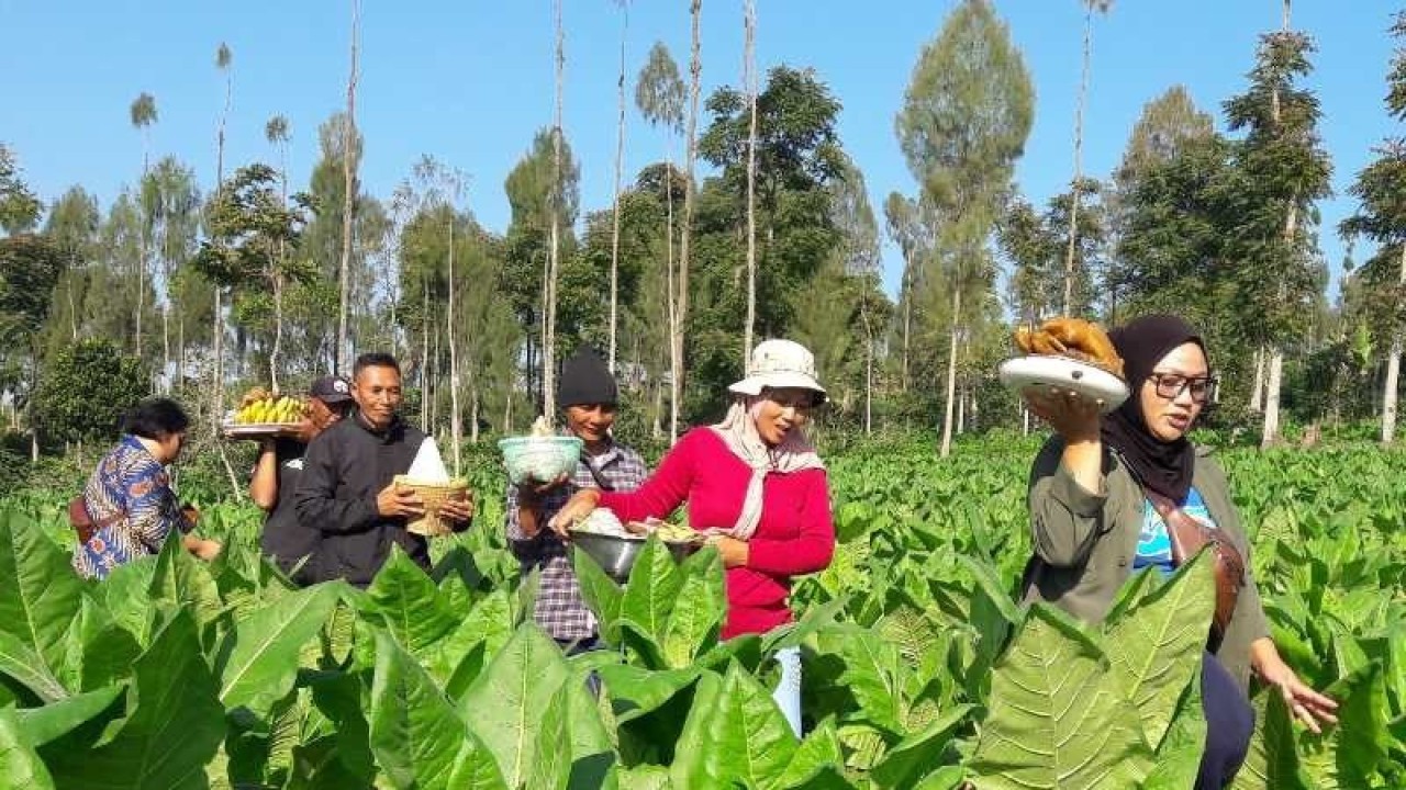 Petani di Desa Tlahab, Kecamatan Kledung, Kabupaten Temanggung, Provinsi Jawa Tengah, melaksanakan tradisi wiwit tembakau pada Jumat (9/6/2023). (ANTARA/Heru Suyitno)