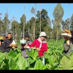 Petani di lereng Gunung Sindoro melaksanakan tradisi "wiwit" tembakau-1686301464