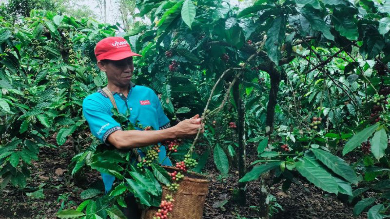 Petani kopi di kawasan Bukit Hitam Simpang Poak, Kelurahan Talang Rimbo Lama, Kabupaten Rejang Lebong belum ini tengah memetik buah kopi di kebunnya. ANTARA/Nur Muhamad