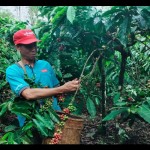 Petani Kopi-1686917108