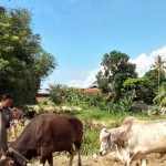 Peternak menjual ternak sapinya di lapangan pinggir jalan, Kota Palu, Selasa (27/6/2023). (ANTARA/Nur Amalia Amir)-1687855712