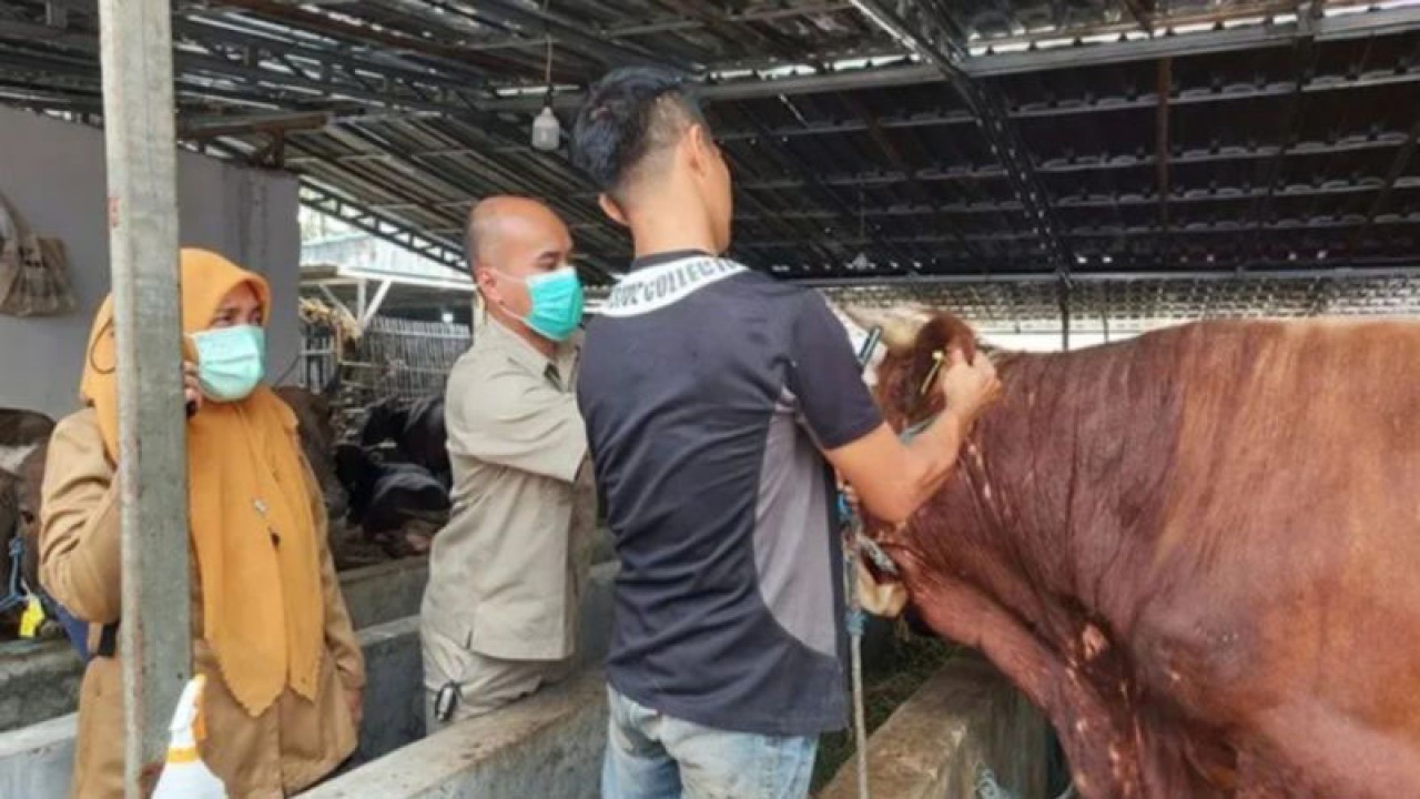 Petugas Satuan Pelaksana dari Suku Dinas Ketahanan Pangan, Kelautan dan Pertanian (KPKP) Jakarta Barat sedang memeriksa hewan kurban di Jakarta Barat, Senin (5/6/2023). ANTARA/HO-Pemkot Jakbar