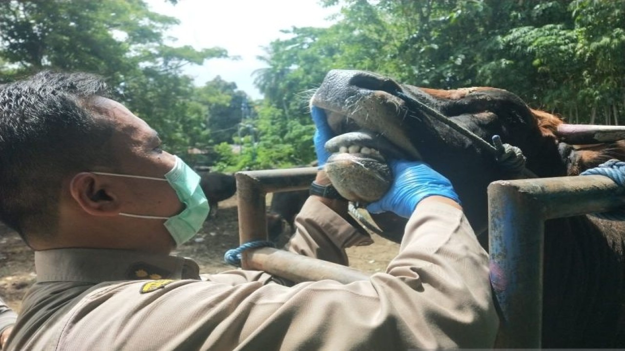 Petugas Karantina Pertanian Gorontalo memeriksa kondisi sapi di Gorontalo. ANTARA/HO