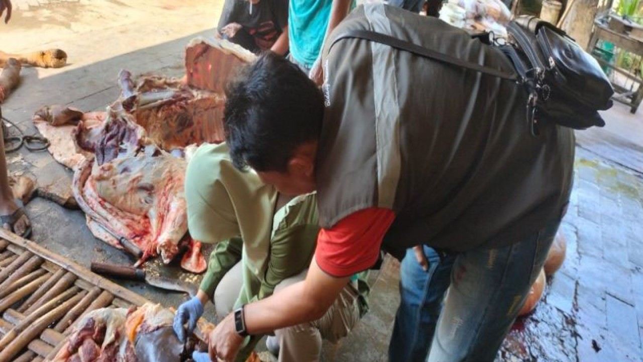 Petugas Tim Pemantau Kesehatan Hewan Kabupaten Batang sedang memeriksa hewan kurban yang sudah disembelih untuk mencegah penyebaran cacing hati, di Batang, Kamis (29/6/2023). (ANTARA/Kutnadi)