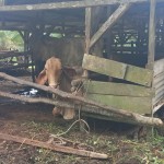 Petugas DPKP Bangka Tengah cek kesehatan hewan kurban, Senin (19/6/2023). ANTARA/Ahmadi-1687166997