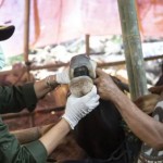 Petugas KPKP DKI periksa tempat penjualan hewan kurban-1685849972