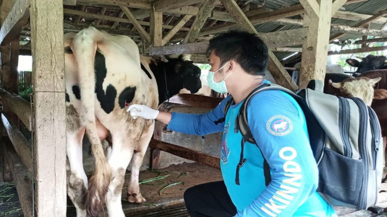 Petugas memeriksa kesehatan ternak sapi di Kabupaten Garut, Jawa Barat. (ANTARA/HO-Diskanak Garut)