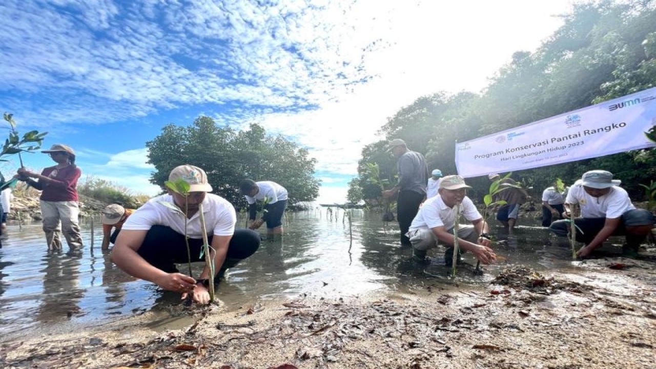 Pelaksanaan kegiatan penanaman bibit bakau yang digelar PLN Unit Induk Wilayah NTT di Pantai Rangko, Kabupaten Manggarai Barat, Sabtu (10/6/2023). (ANTARA/HO-Humas PLN UIW NTT)