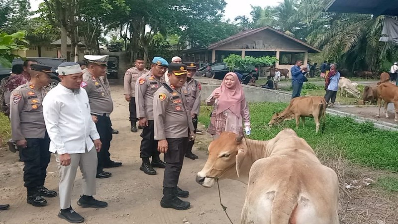 Polres Pasaman Barat bersama Dinas Perkebunan dan Peternakan melakukan pemeriksaan kesehatan hewan kurban di Pasar Ternak Simpang Tiga, Jumat.