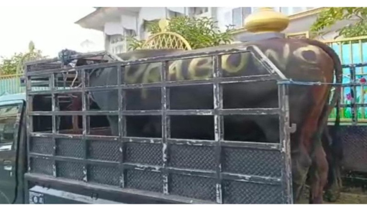 Sapi yang merupakan hewan kurban dari Prabowo Subianto untuk warga Nusa Tenggara Barat (ANTARA/Humas Partai Gerindra NTB)