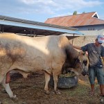 Presiden RI sumbang hewan kurban ke Sulteng seberat 950 kilogram-1686209064