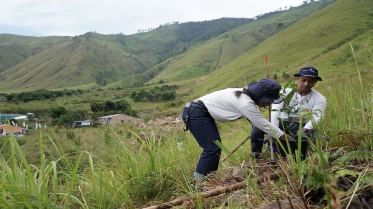 PT Indonesia Asahan Aluminium (Inalum) melakukan penanamam di kawasan Danau Toba (ANTARA/HO)
