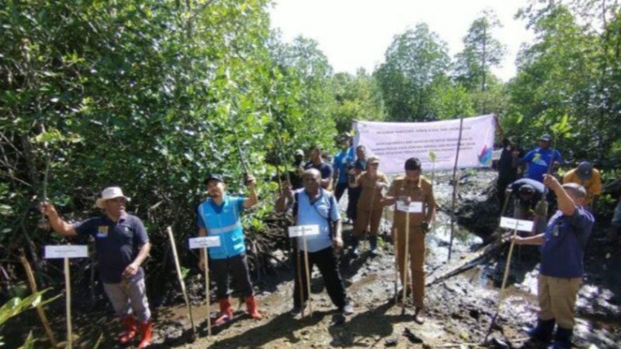 melestarikan hutan mangrove di Kota Sorong