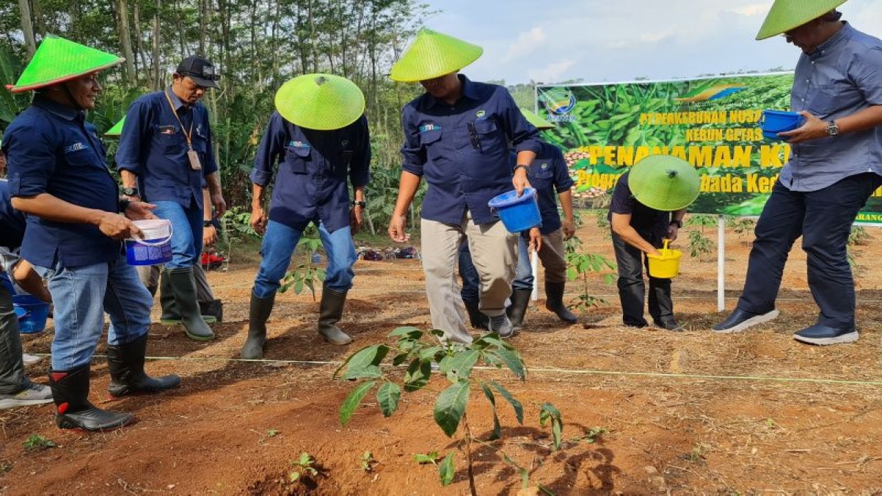 Sinergi PTPN IX dengan Dinas Pertanian dan Perkebunan Provinsi Jateng melalui penanaman bibit kedelai di areal tumpangsari seluas 10 hektare berdampingan dengan komoditas karet di Unit Kebun Getas, Kabupaten Semarang, Kamis (23/6/2022). (ANTARA/HO-PTPN IX)