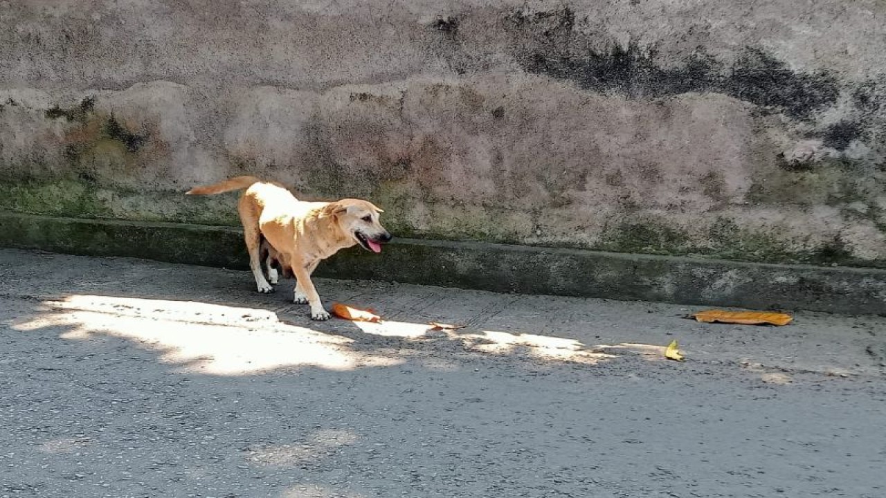Ilustrasi: seekor anjing berkeliaran di Jalan Komodo Kota Mataram, Provinsi Nusa Tenggara Barat. Anjing merupakan salah satu hewan penular rabies (HPR) yang harus diwaspadai. (ANTARA/Nirkomala)