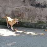 rabies-1687856467
