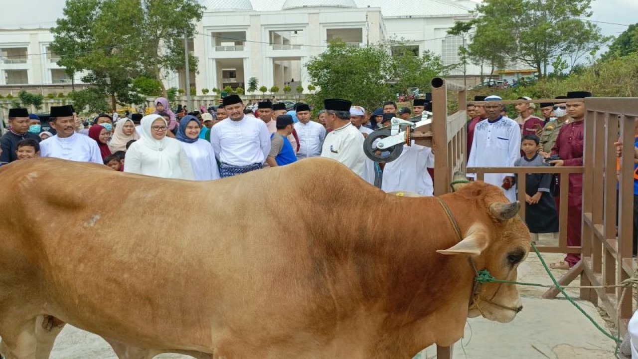 Wali Kota Batam Muhammad Rudi menyerahkan secara simbolis salah satu sapi kurban berbobot 900 kg lebih kepada panitia kurban, Kamis (29/6/2023). (ANTARA/Yude)