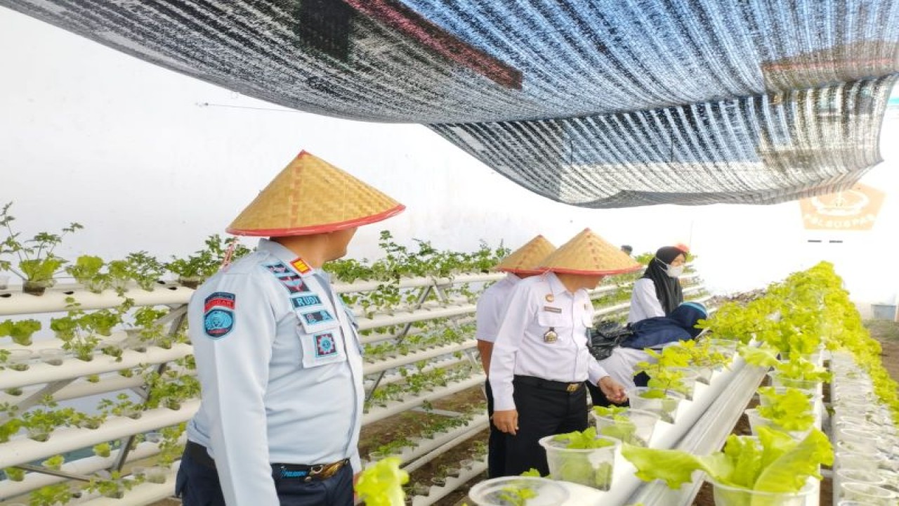 Kepala Rutan Kelas II B Kraksaan, Kabupaten Probolinggo, Alzuarman melihat tanaman hidroponik di Rutan Situbondo, Jawa Timur. Rabu (14/6/2023) ANTARA/HO-Humas Rutan Situbondo.