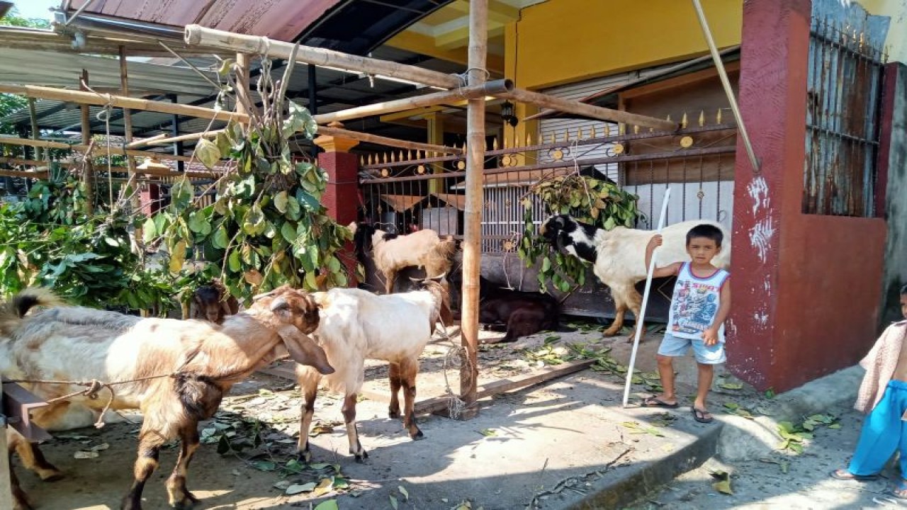 Salah satu titik penjualan hewan kurban di Kota Mataram, Provinsi Nusa Tenggara Barat. (ANTARA/Nirkomala)