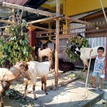 Salah satu titik penjualan hewan kurban di Kota Mataram, Provinsi Nusa Tenggara Barat. (ANTARA/Nirkomala)-1687171321