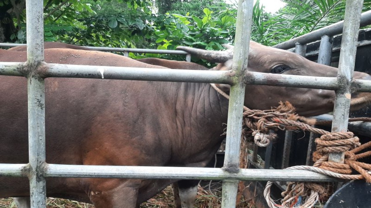 Sapi kurban di Tanjungpinang, Kepulauan Riau (Kepri). ANTARA/Ogen