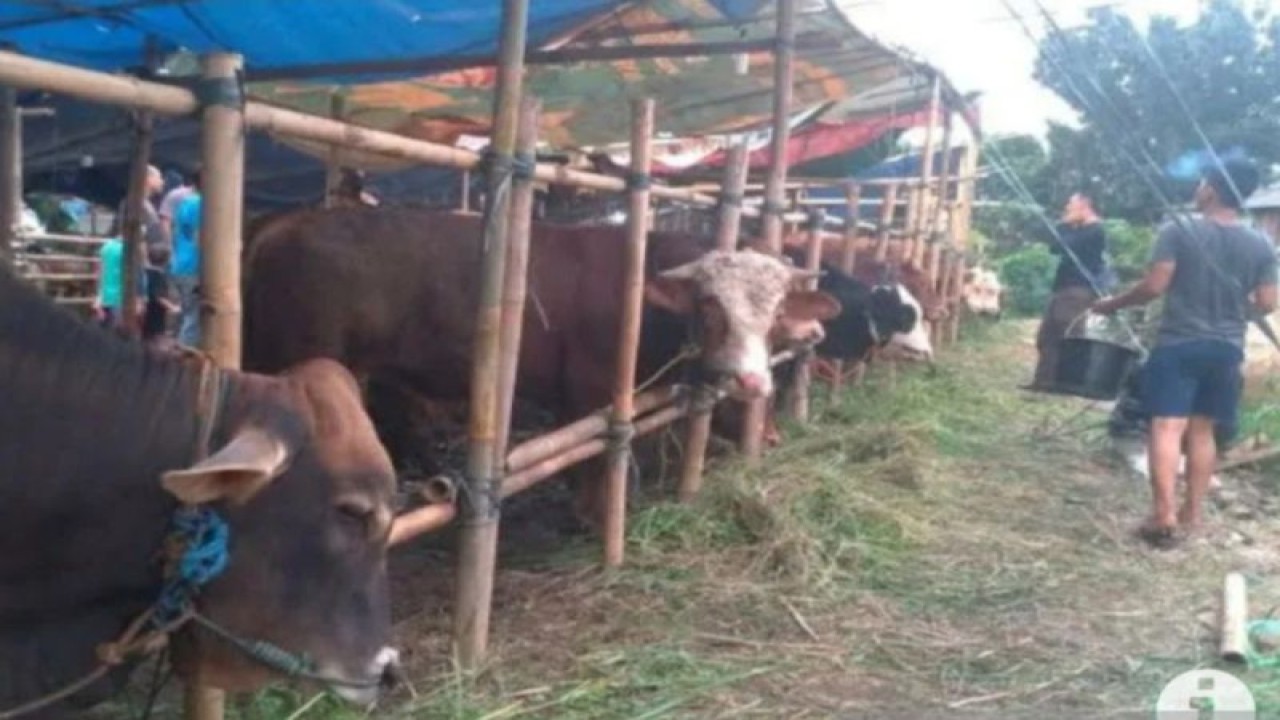 Puluhan sapi yang berada di tempat penjualan hewan di kawasan Mampang, Jakarta, Senin (11/7/2022). ANTARA/Luthfia Miranda Putri
