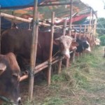 sapi-1685948356