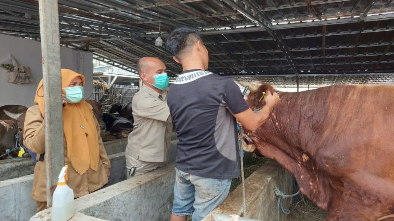 Petugas Satuan Pelaksana dari Suku Dinas Ketahanan Pangan, Kelautan dan Pertanian (KPKP) Jakarta Barat sedang memeriksa hewan kurban di wilayah Jakarta Barat, Senin (5/6/2023). ANTARA/HO-Pemkot Jakbar