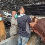 Sapi-1685977198