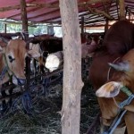 Sapi-1686062628