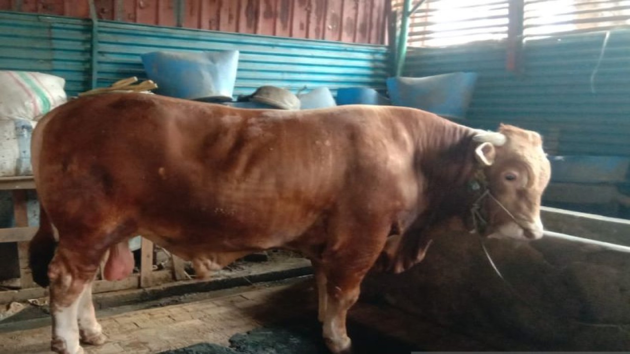 Petugas Dinas Ketahanan Pangan, Kelautan dan Pertanian (KPKP) DKI Jakarta melakukan pemeriksaan terhadap sejumlah tempat penampungan atau penjualan hewan kurban di Jalan Perumahan Griya Jati Asri, Kecamatan Kalideres, Jakarta Barat, Senin (5/6/2023). ANTARA/HO-Dinas KPKP DKI Jakarta