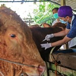 Sapi-1686297703