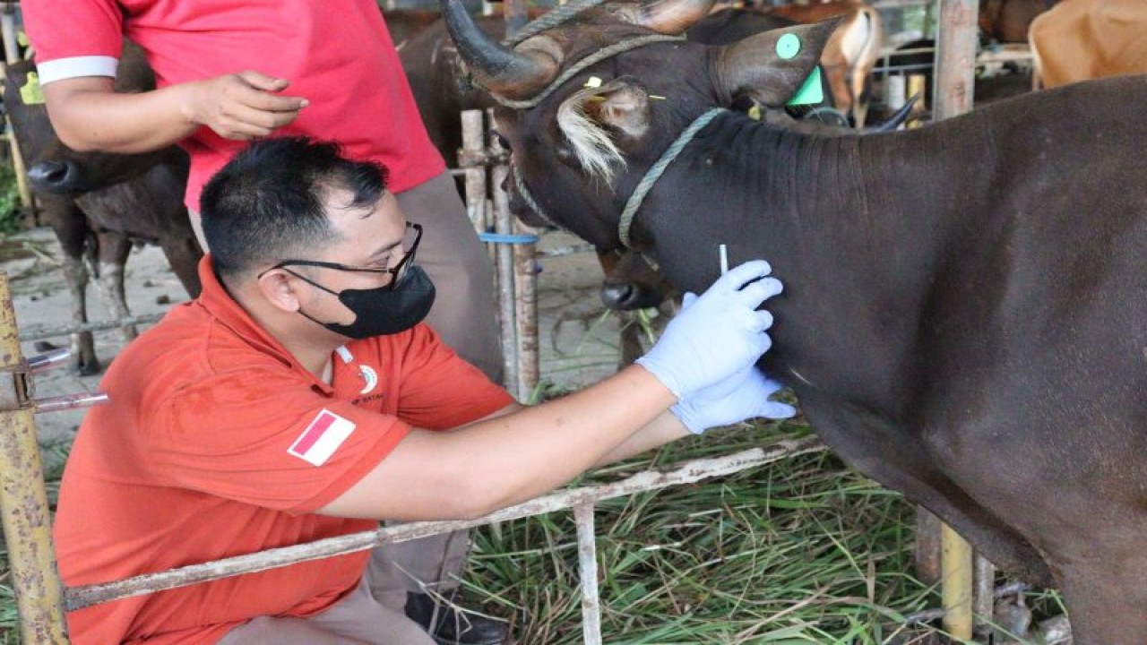 Petugas Karantina Batam , Provinsi Kepri, Senin (12/6/2023) melakukan pengecekan kesehatan sapi sebelum didistribusikan untuk persiapan Idul Adha 1444 Hijriah (FOTO ANTARA/HO-Karantina Pertanian Batam)