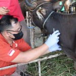 Sapi-1686554317
