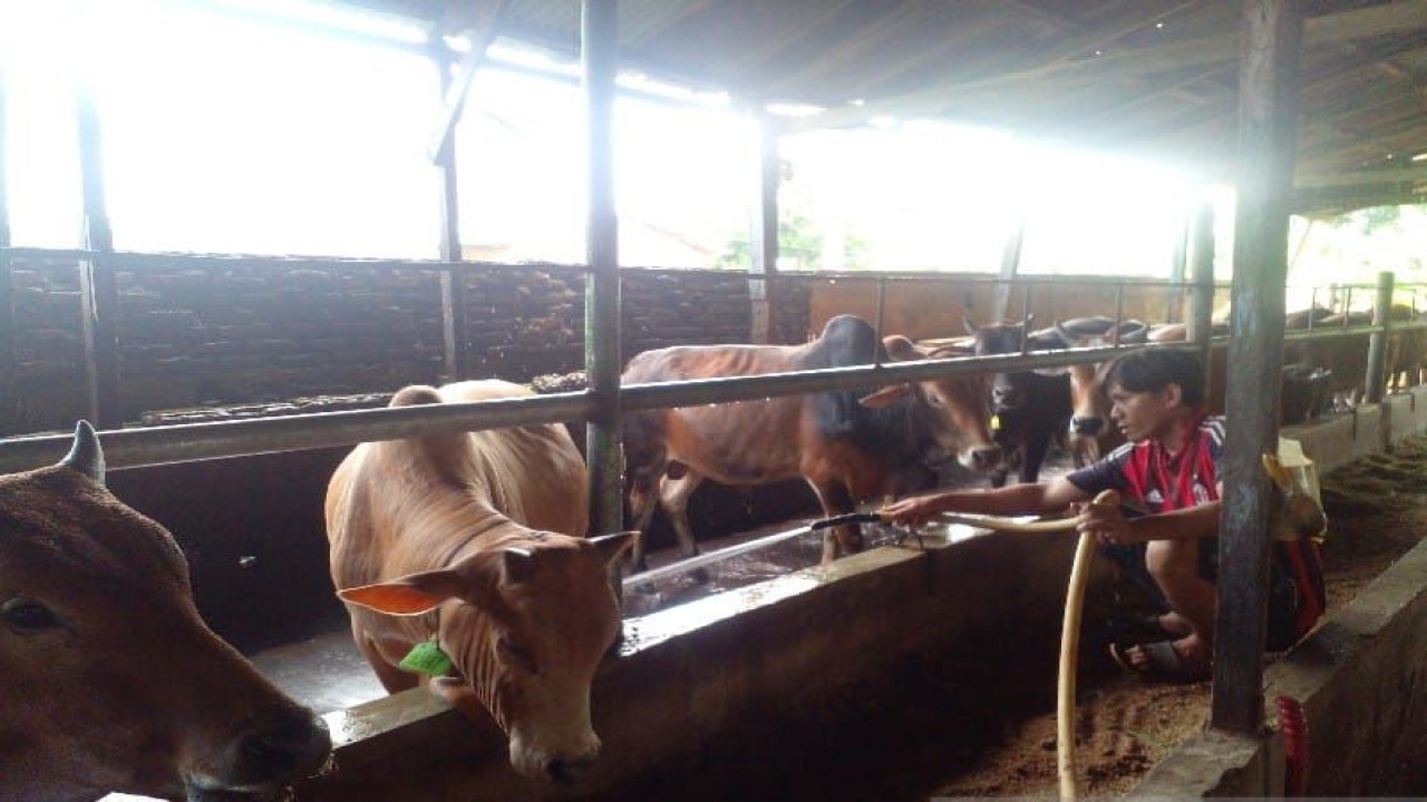 Sapi-sapi yang disiapkan untuk hewan kurban di Kota Medan, Provinsi Sumatera Utara. (ANTARA/M Sahbainy Nasution)