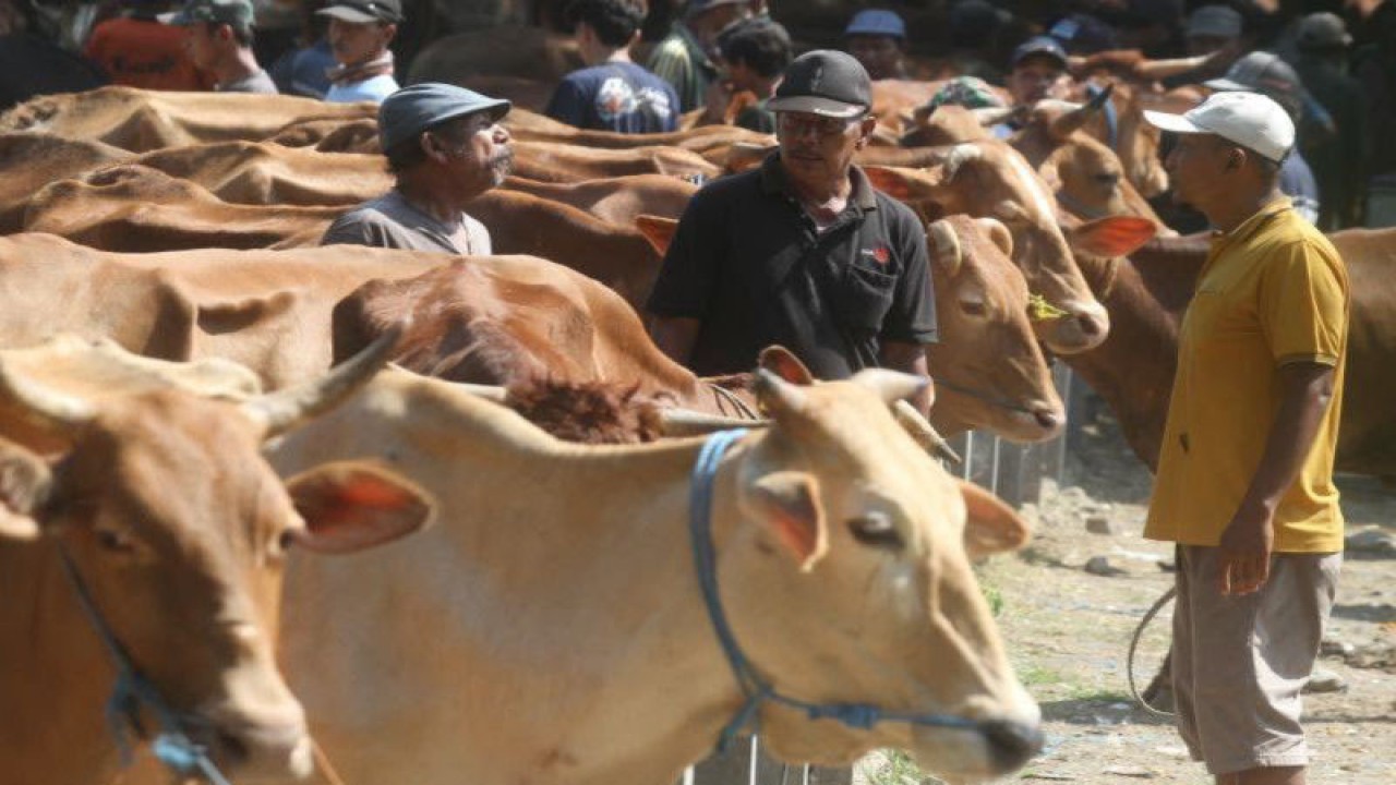 Pedagang dan peternak sapi melakukan tawar menawar harga di Pasar Hewan Kandangan, Ngawi, Jawa Timur, Selasa (30/5/2023). Banyaknya pedagang dari Bojonegoro, Magetan, Madiun, dan Sragen yang mendatangi pasar hewan tersebut untuk membeli sapi dan dijual lagi sebagai hewan kurban menyebabkan harga sapi naik, seperti sapi dengan bobot 200 kilogram harganya kini meningkat dari Rp18 juta menjadi Rp20 juta per ekor. ANTARA FOTO/Ari Bowo Sucipto/tom. (ANTARA FOTO/ARI BOWO SUCIPTO) (.)
