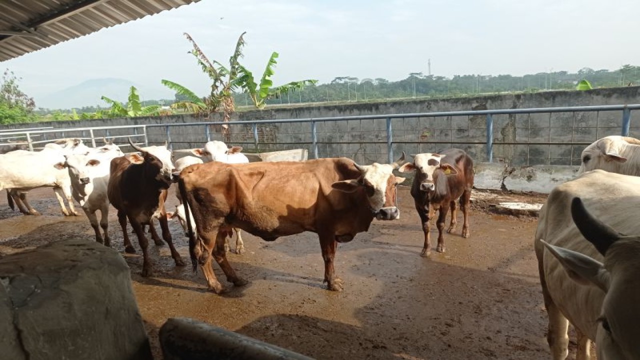 Peternak sapi di Kabupaten Lebak rutin dilakukan pemeriksaan kesehatan hewan menyusul 68 ekor sapi positif terkena virus LSD,namun 32 ekor sembuh dan 36 ekor proses penyembuhan.ANTARA/Mansur