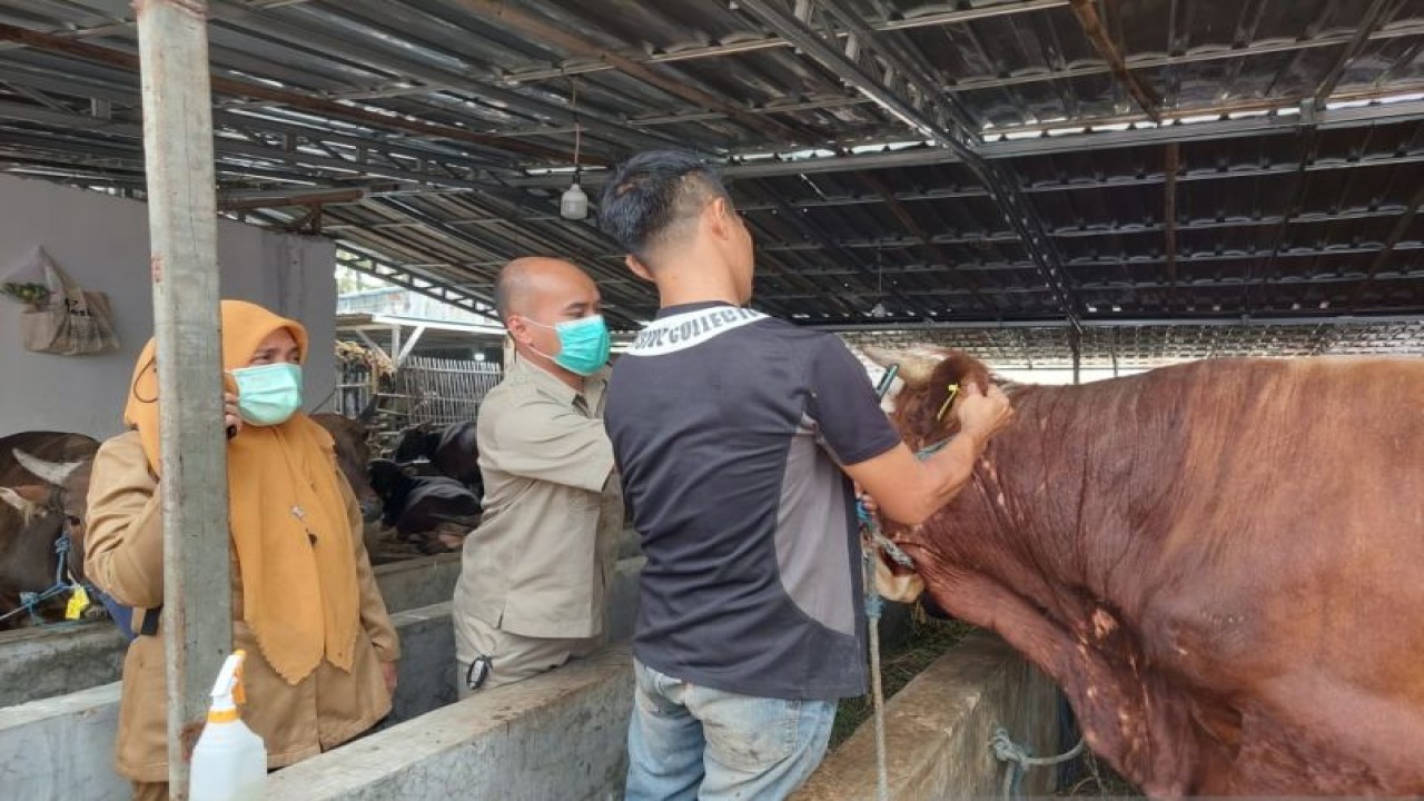 Petugas Satuan Pelaksana (Satpel) dari Suku Dinas Ketahanan Pangan, Kelautan dan Pertanian (Kasudin KPKP) Jakarta Barat saat melakukan pemeriksaan hewan kurban di Jakarta Barat, Senin (5/6/2023). (ANTARA/HO-KPKP Jakbar)