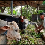 Sapi-1686739928