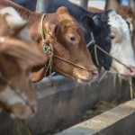 sapi-1686756296