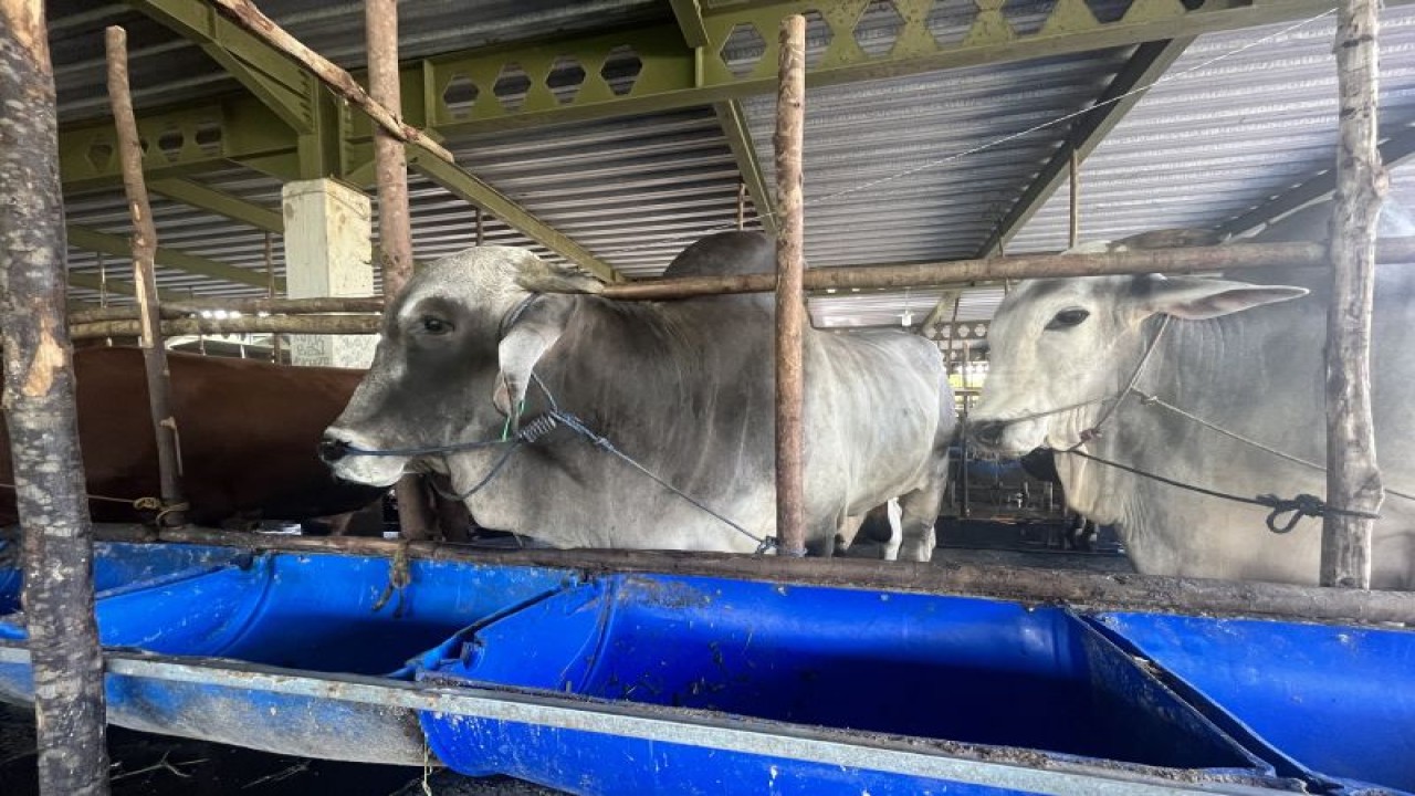 Sapi-sapi di kandang peternakan Kota Batam (ANTARA/Jessica)