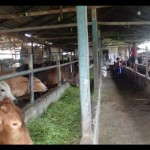 Sapi-1686811378