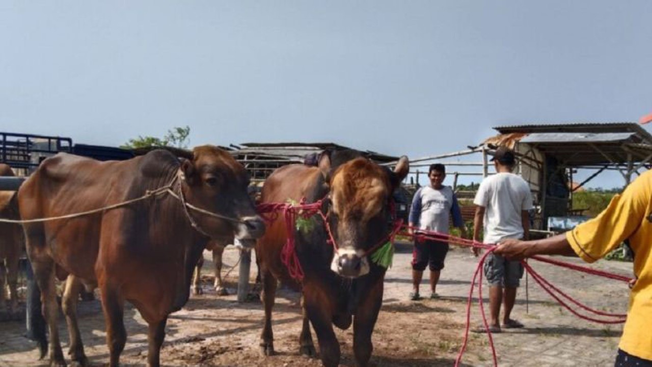Dokumen jual beli hewan kurban di salah satu pasar hewan di Kabupaten Sampang, Jawa Timur. (ANTARA/HO-Kominfo Sampang)
