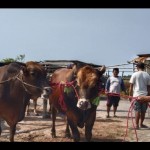 sapi-1686903562